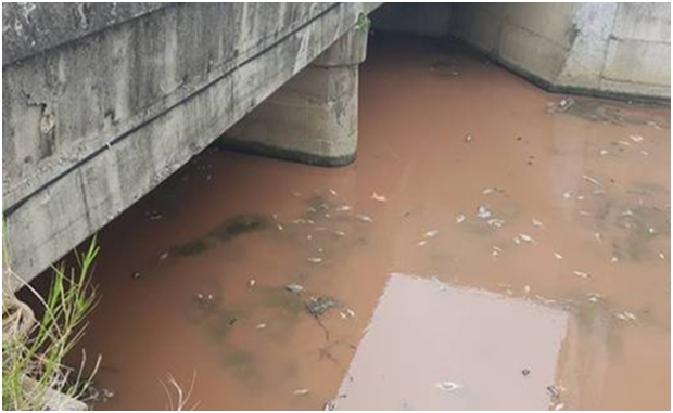 1080727新聞照片-海水川溪河面漂浮大量死亡魚體.png