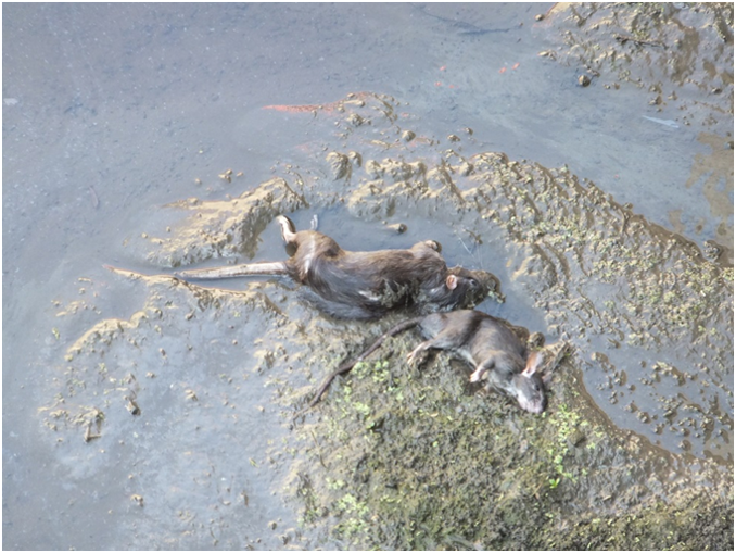 1080727新聞照片-海水川溪河岸大量老鼠等動物死亡，嚴重破壞環境生態.png
