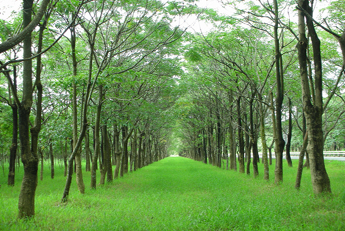 1081003照片-屏東興華農場-沿山公路.png